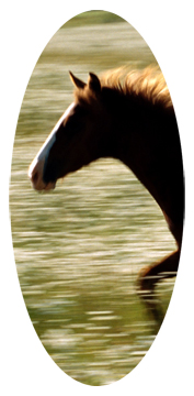 Gone Riding